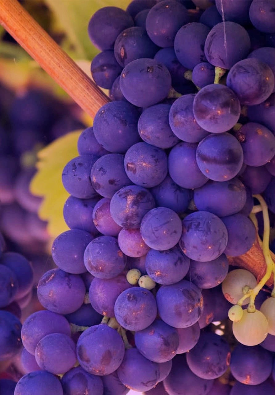 Mehr als 200 hochkarätige Tropfen aus den Kellern heimischer Winzer und Sekte